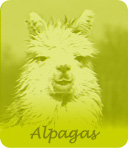 alpagas Les alpagas de la ferme du krefft